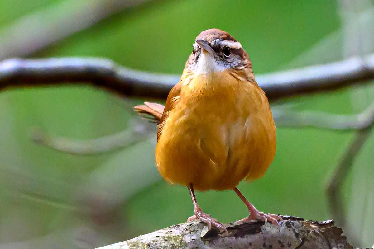 Karolina Çıtkuşu - ML646606344