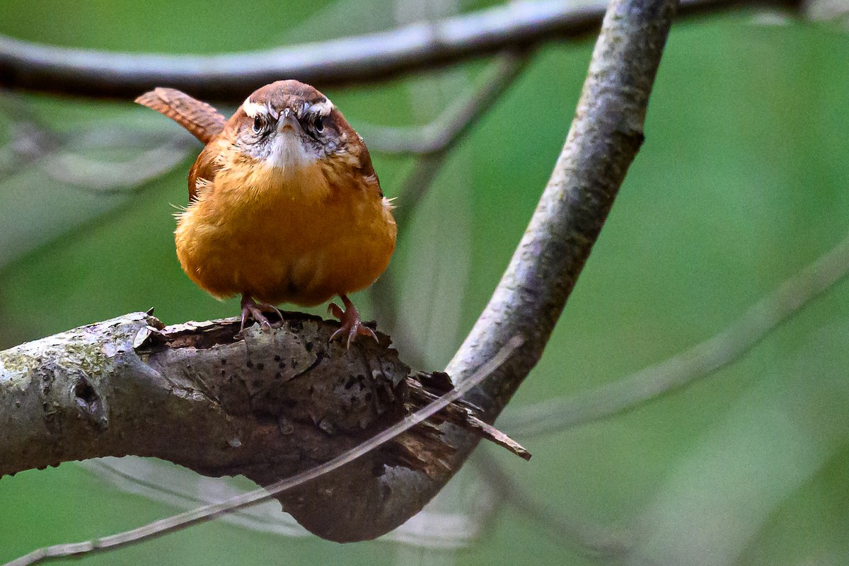 Karolina Çıtkuşu - ML646606345