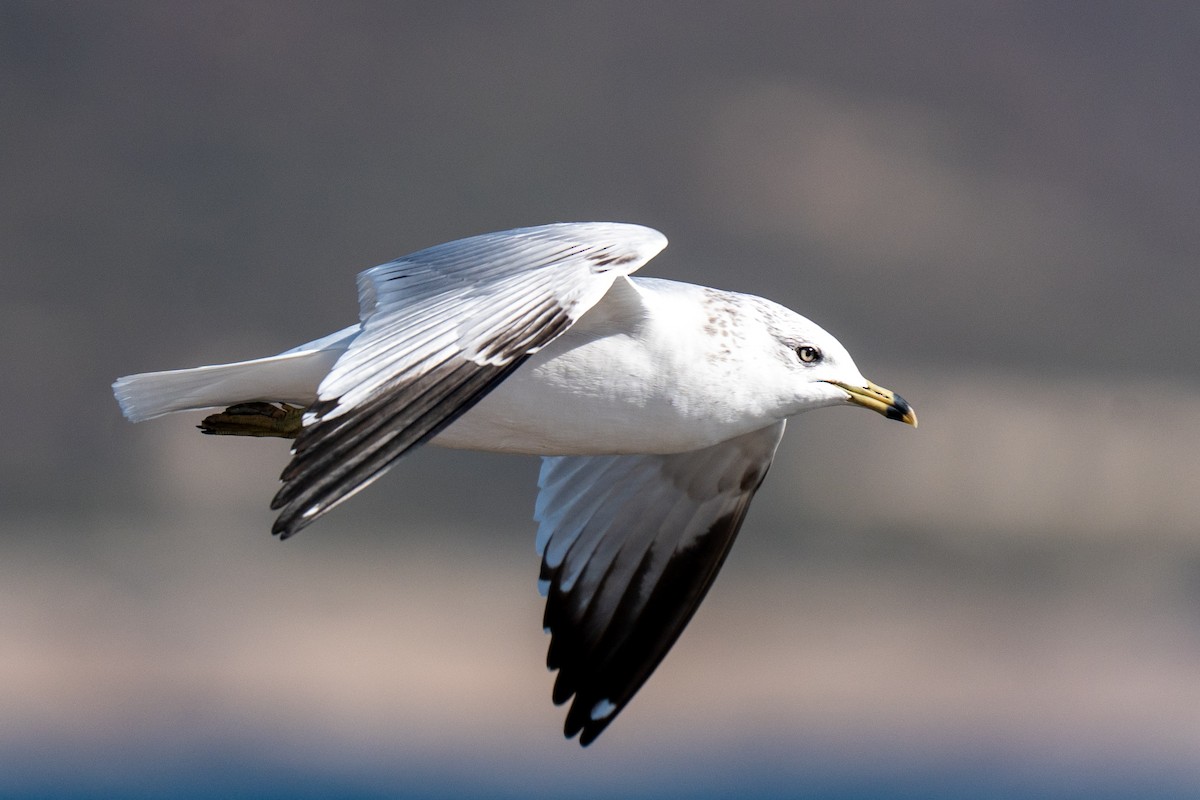 Halkalı Martı - ML646606346