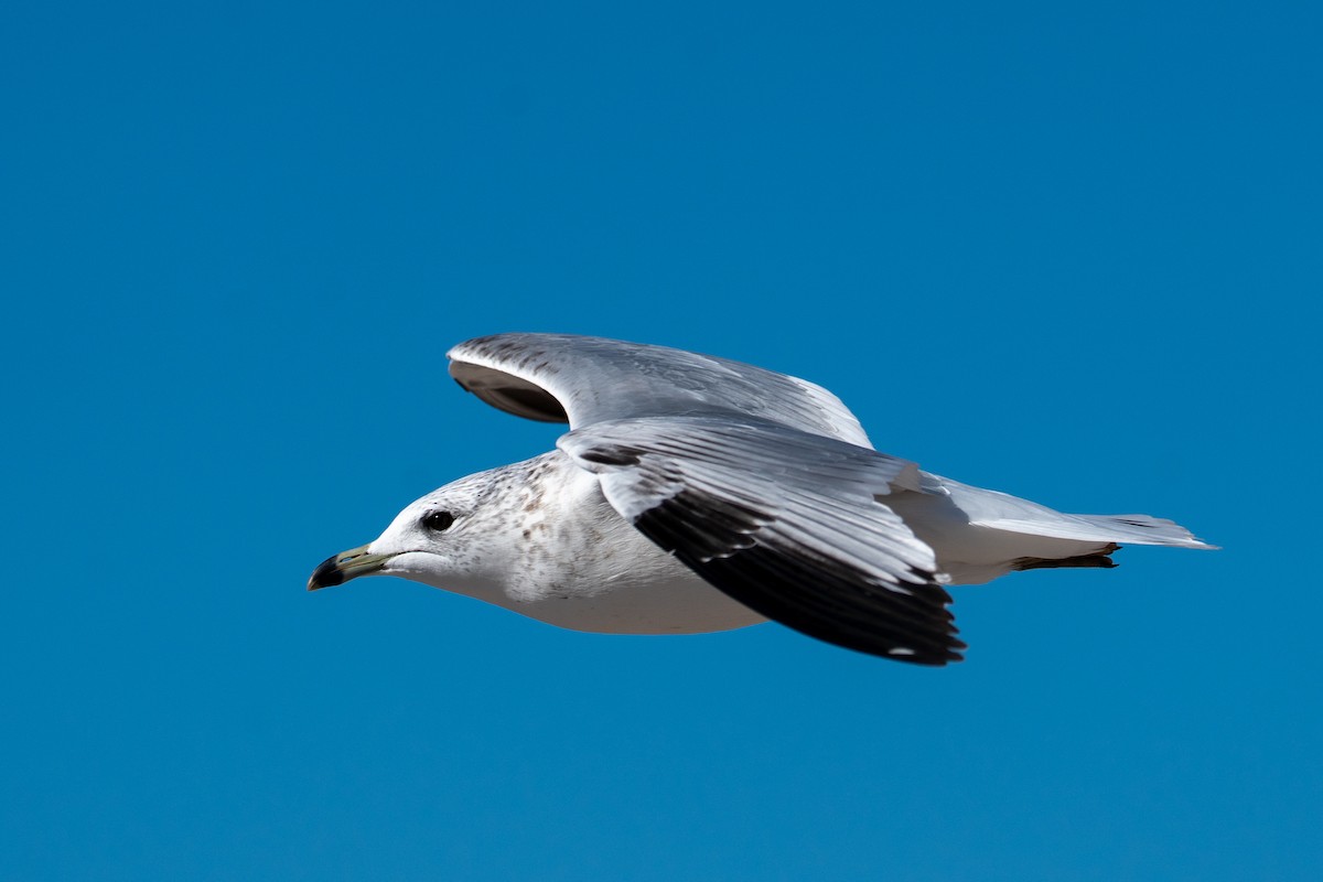 Halkalı Martı - ML646606347