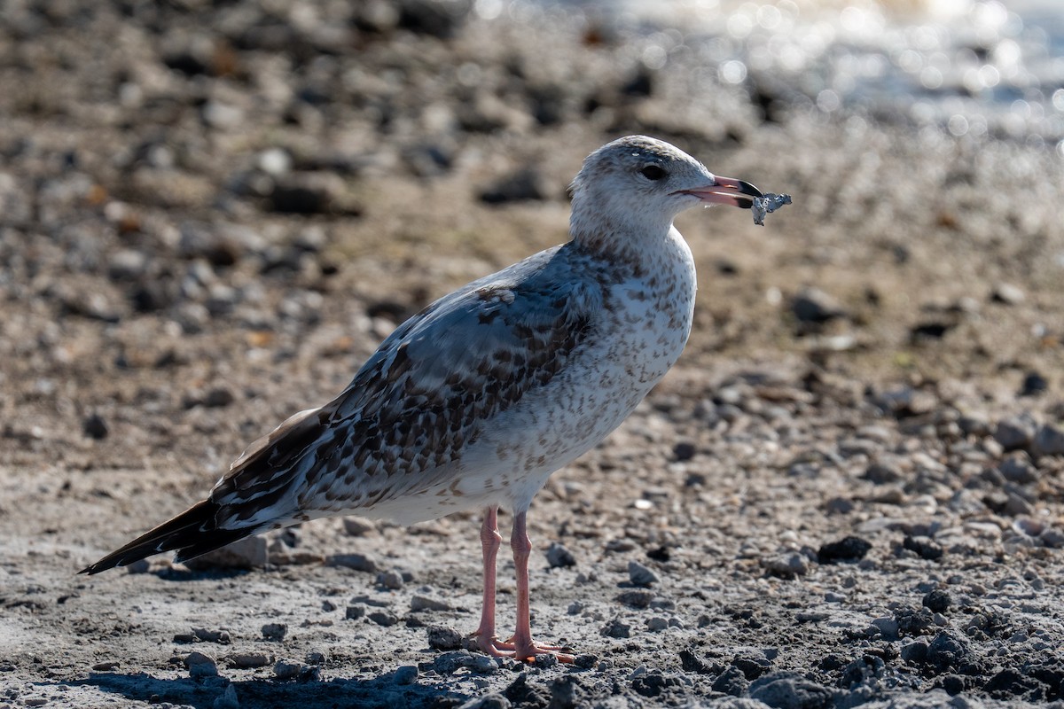 Gavina americana - ML646606348