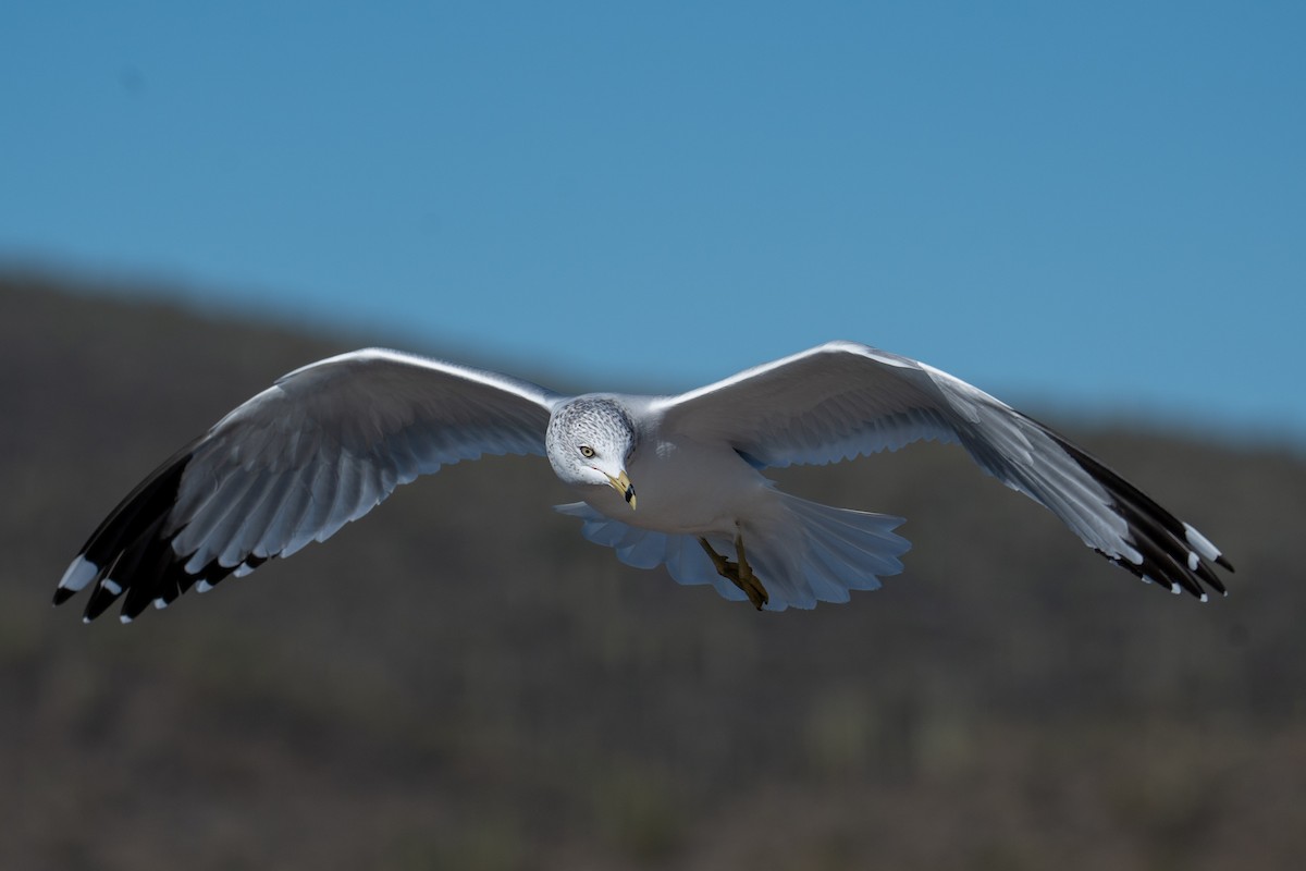 Gavina americana - ML646606349