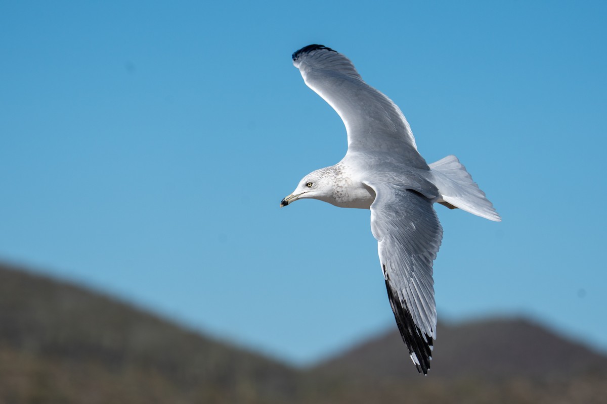 Gavina americana - ML646606350