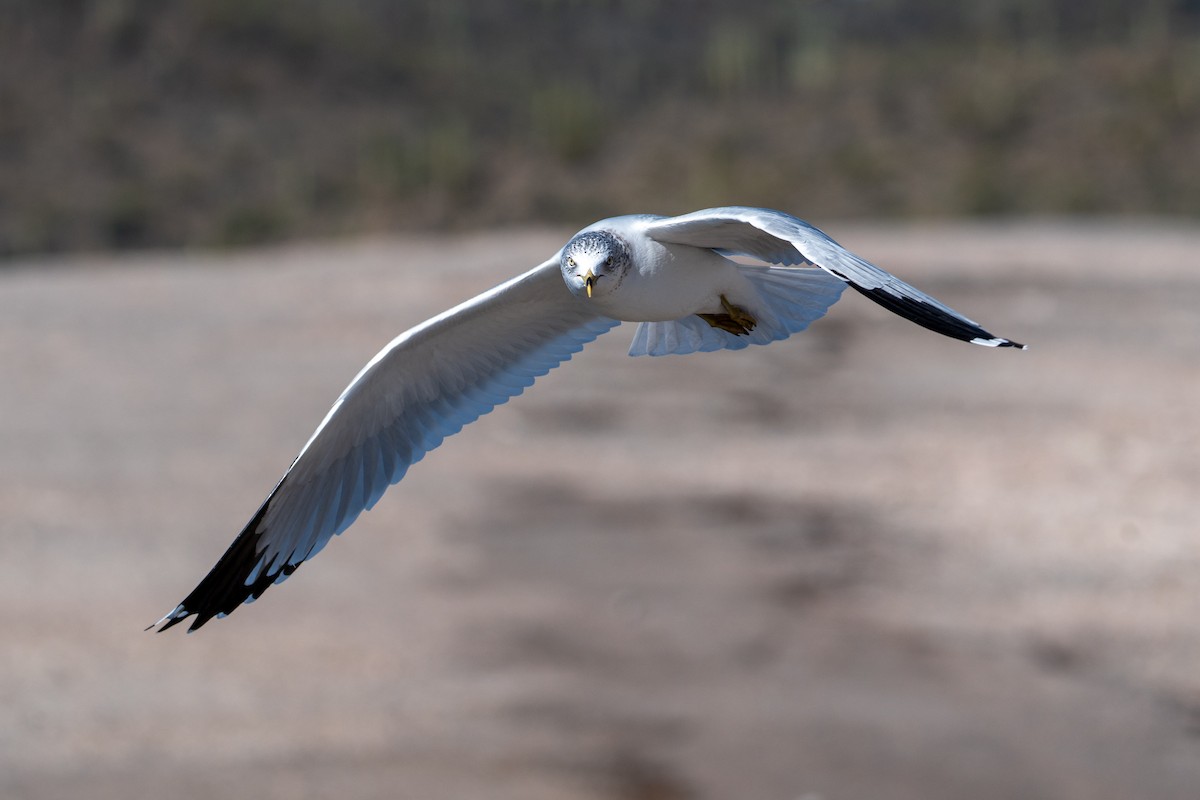 Gavina americana - ML646606351