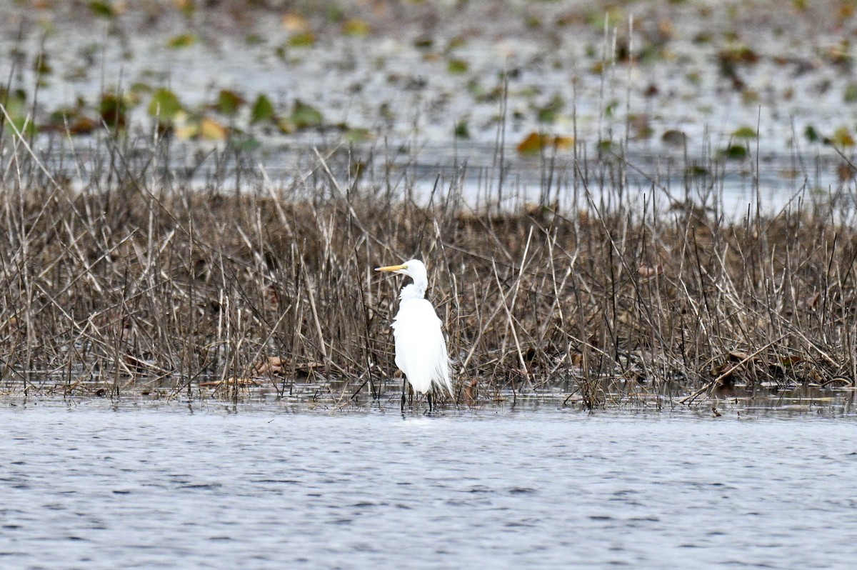 Büyük Ak Balıkçıl - ML646606352