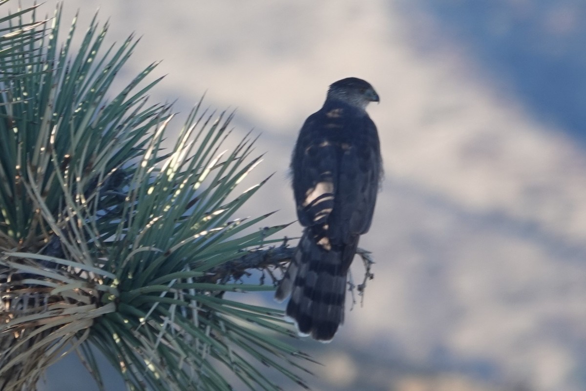 Épervier de Cooper - ML646606353