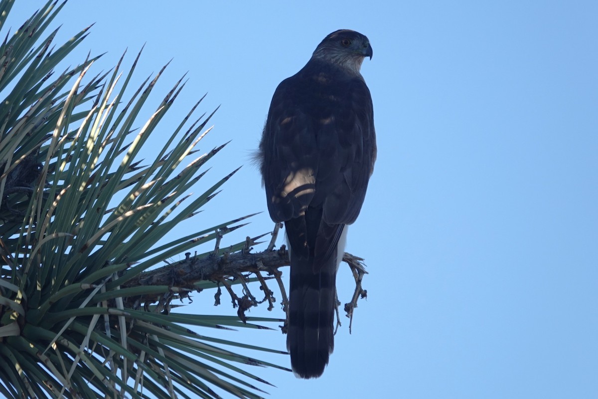 Épervier de Cooper - ML646606354