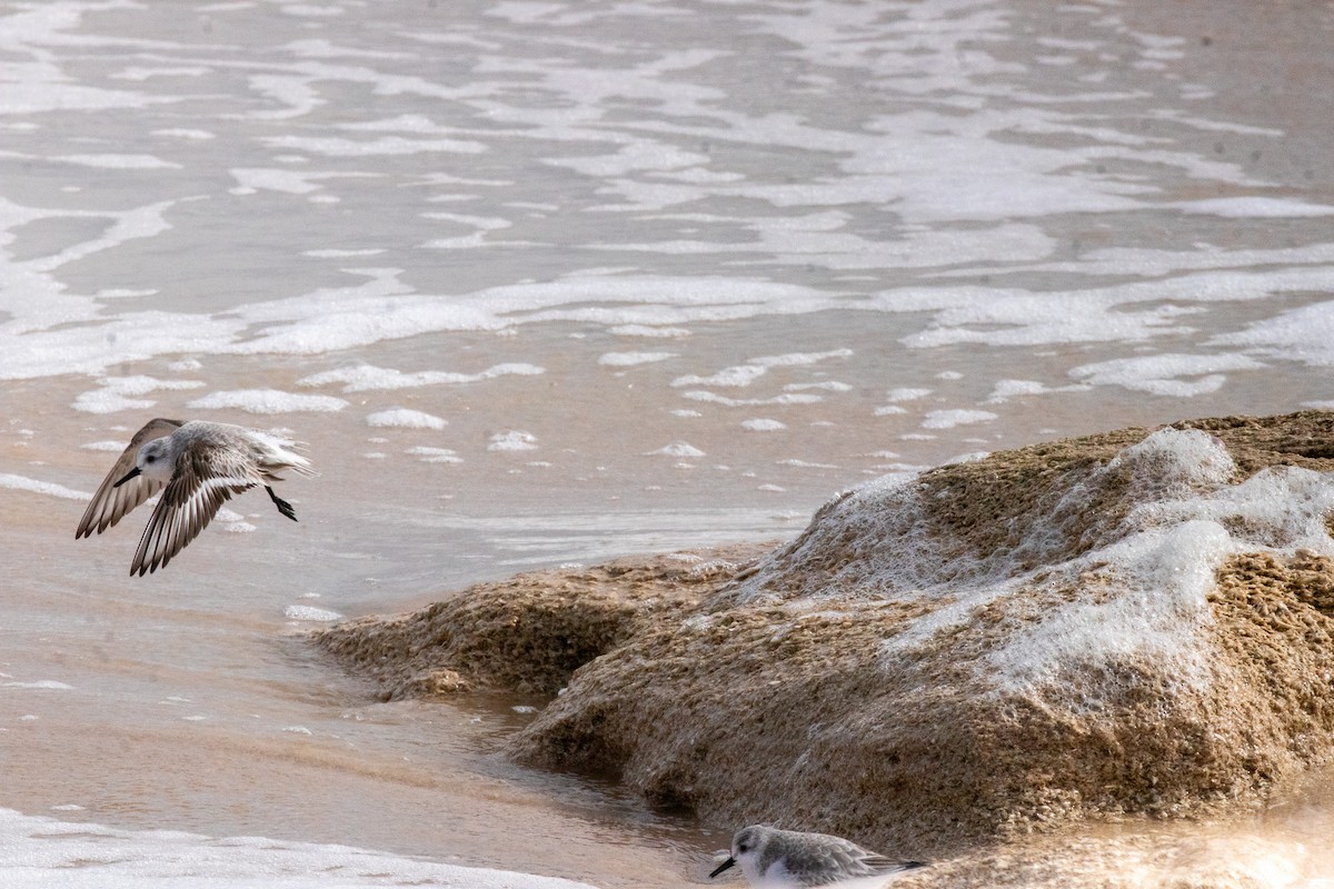 Ak Kumkuşu - ML646606356