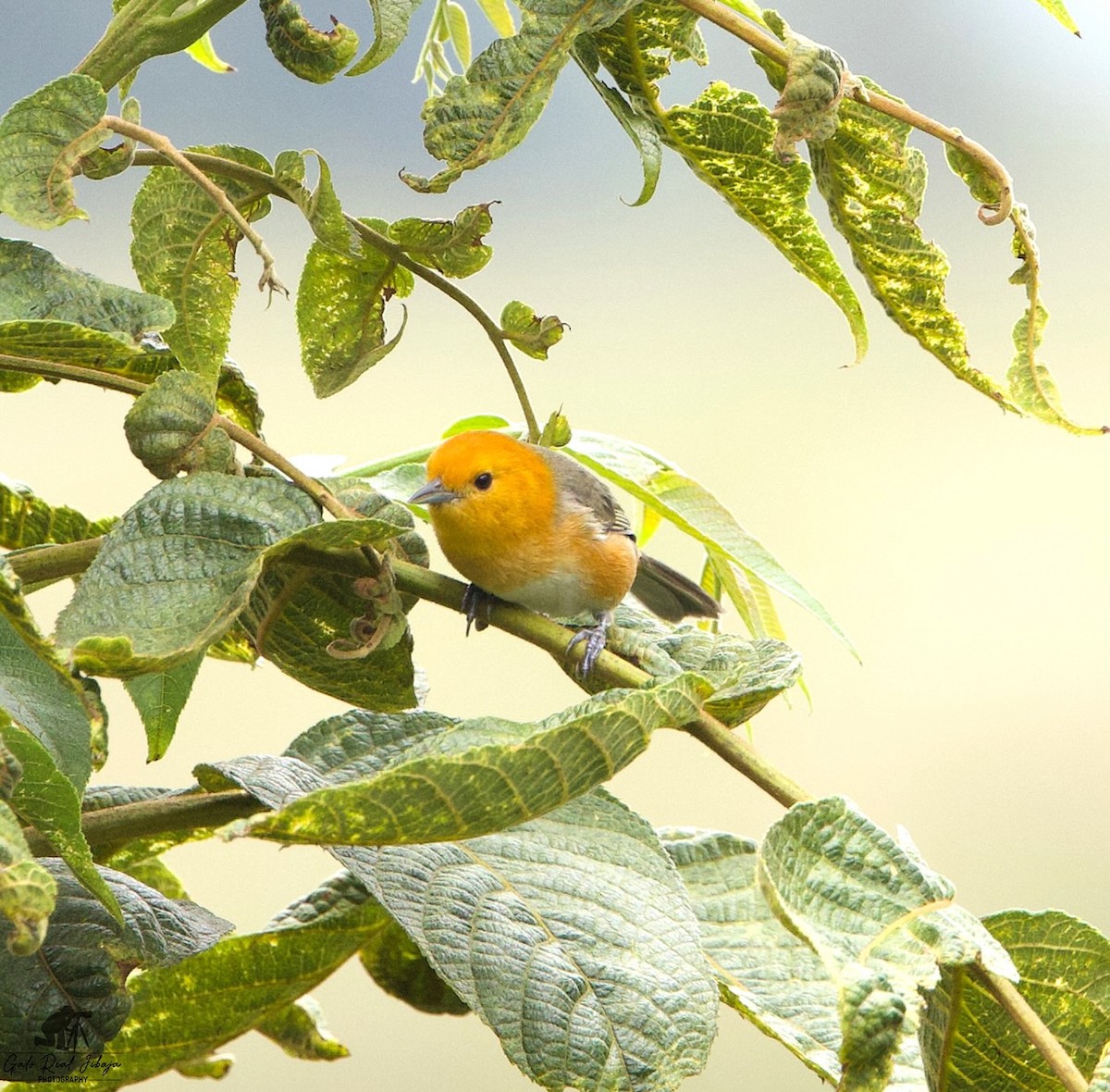 Rufous-chested Tanager - ML646606358