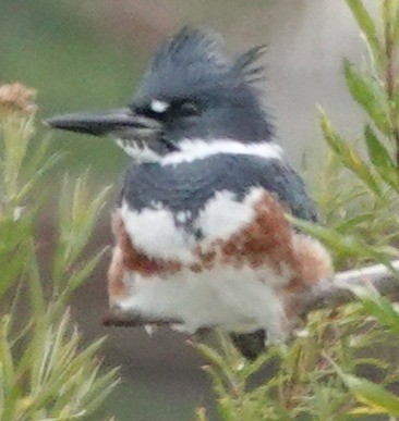 Kuşaklı Yalıçapkını - ML646606359