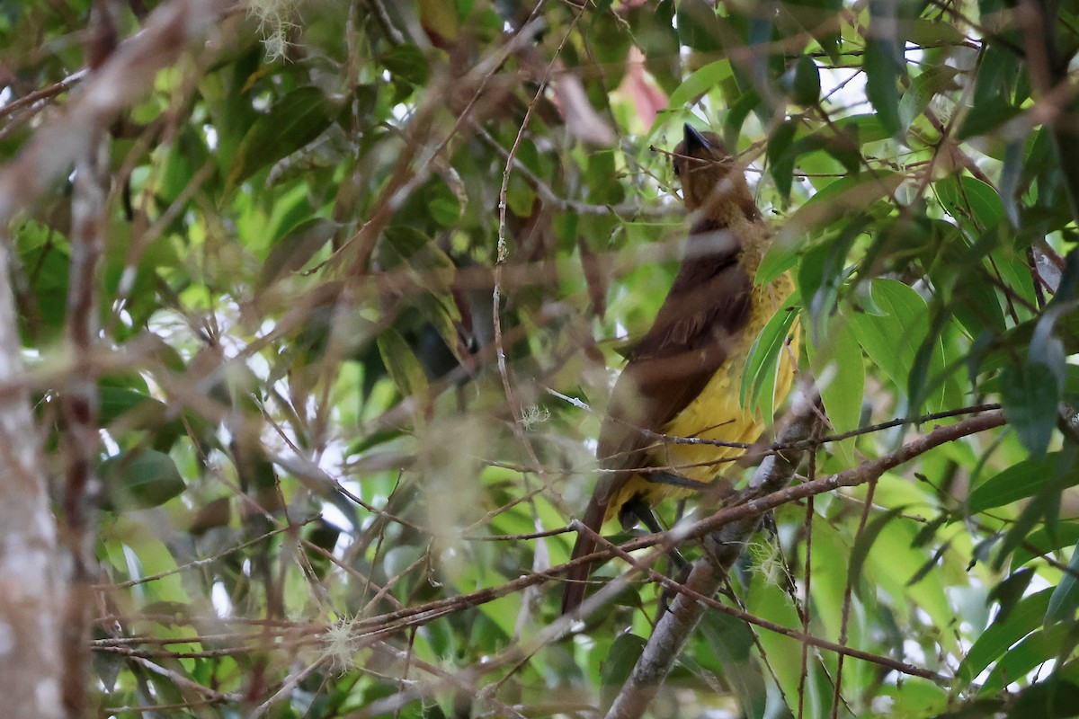 Goldlaubenvogel - ML646606360