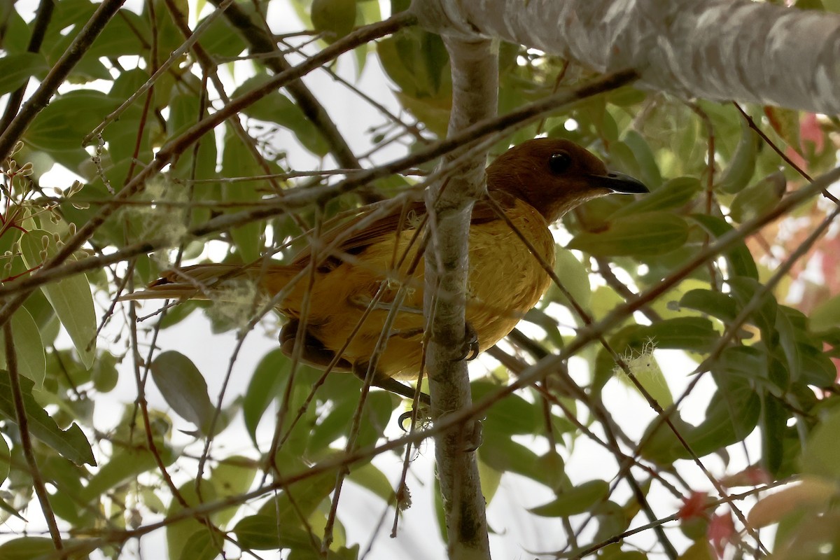 Goldlaubenvogel - ML646606361