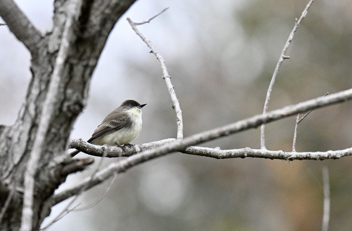 Weißbauch-Phoebetyrann - ML646606364