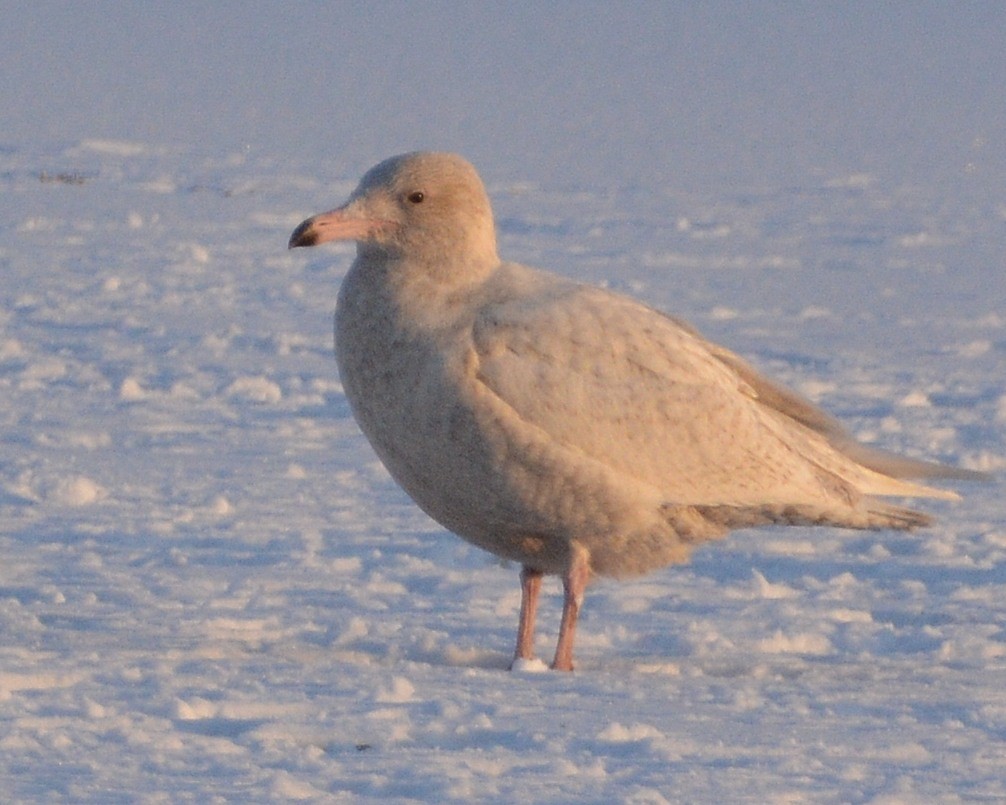Glaucous Gull - ML646606365