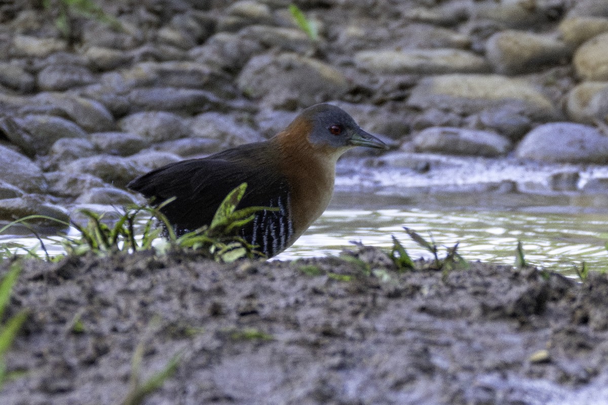White-throated Crake - ML646606366