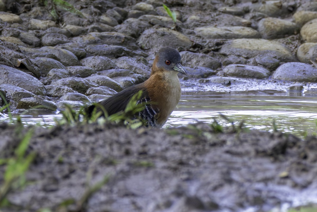 White-throated Crake - ML646606367