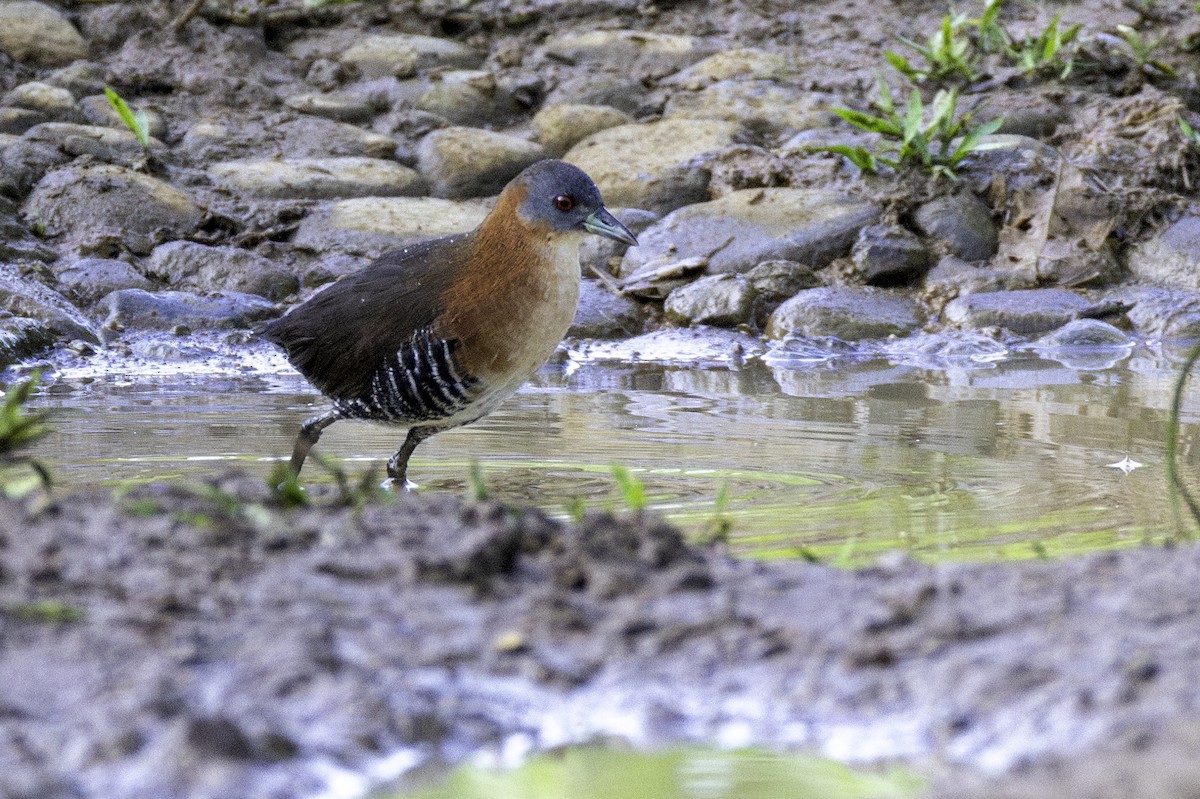 White-throated Crake - ML646606368