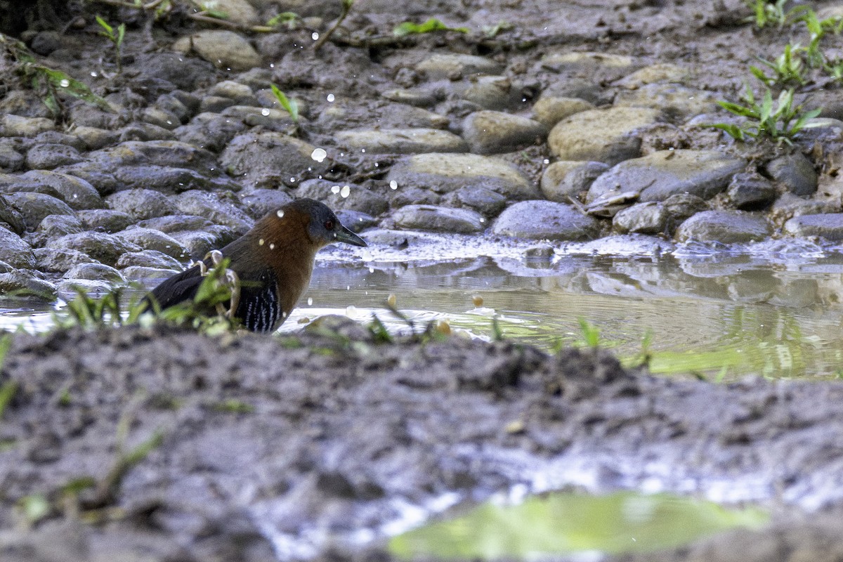 White-throated Crake - ML646606369