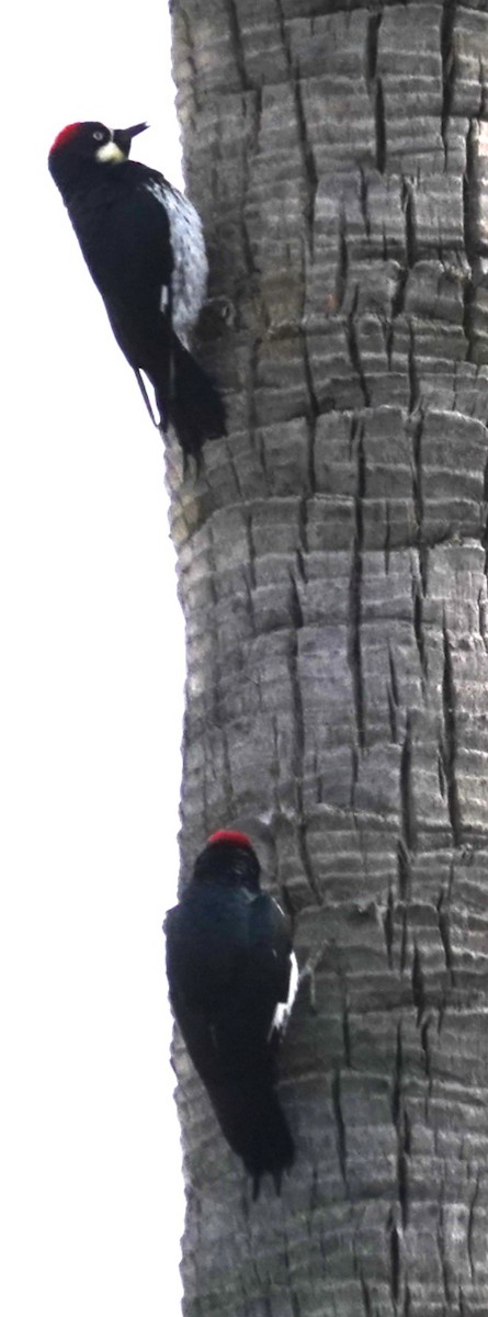 Acorn Woodpecker - ML646606370