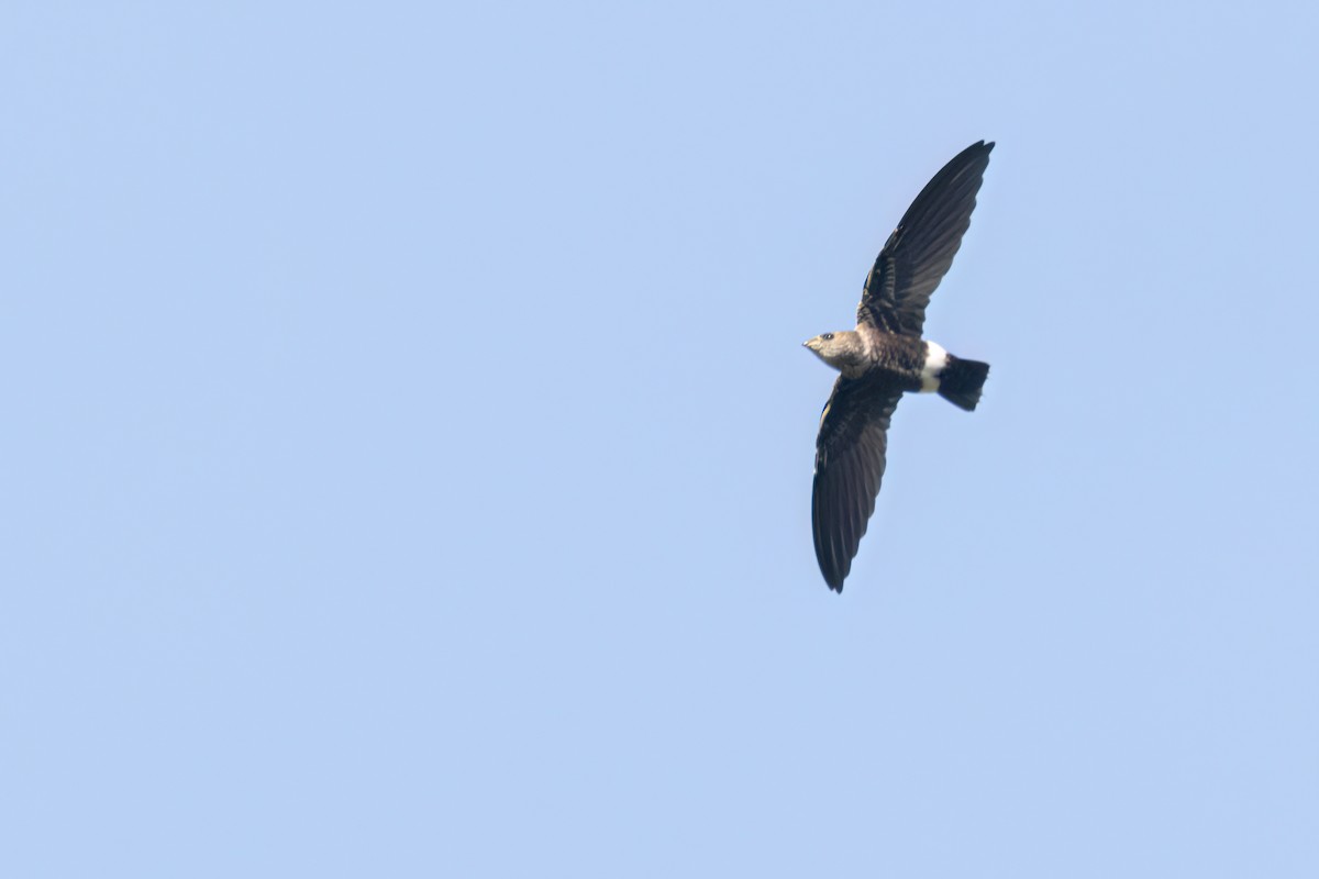 Mottled Spinetail - ML646606378