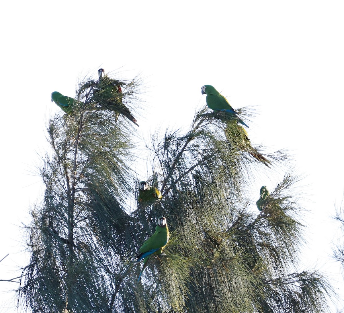 Chestnut-fronted Macaw - ML646606379