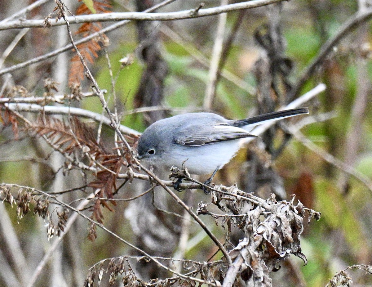 Blaumückenfänger - ML646606381