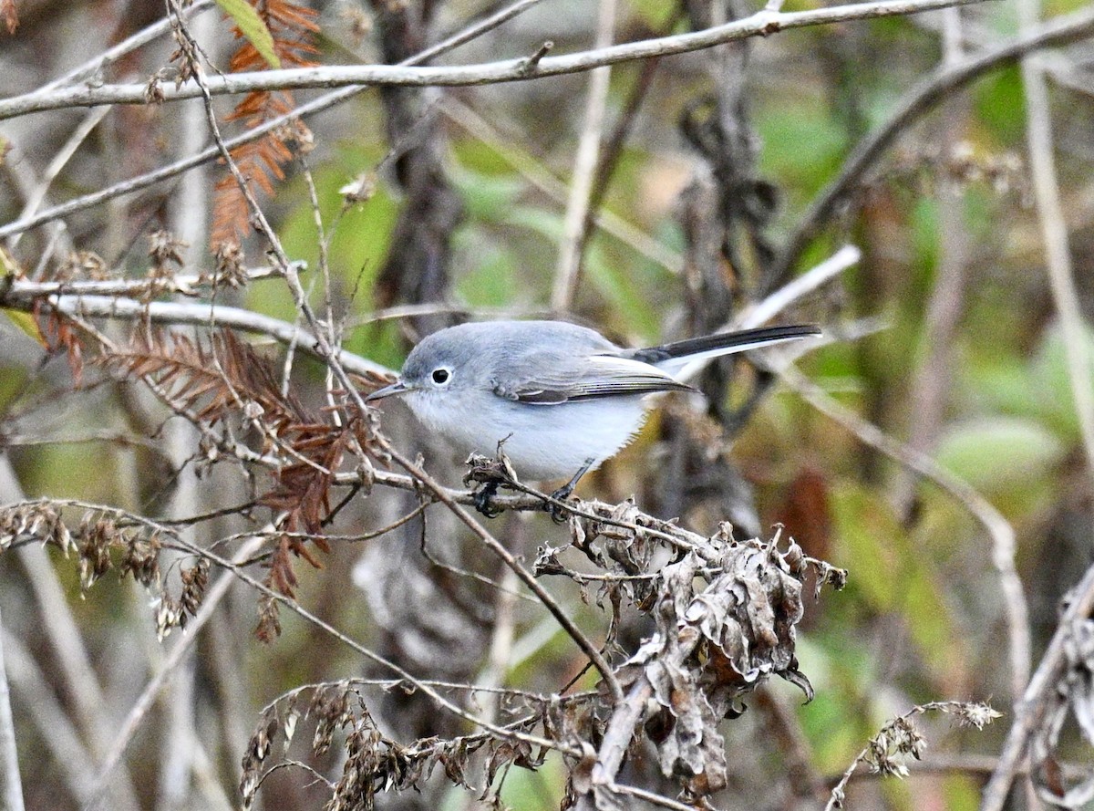 Blaumückenfänger - ML646606382