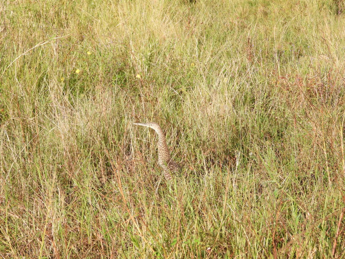 Bare-throated Tiger-Heron - ML646606385