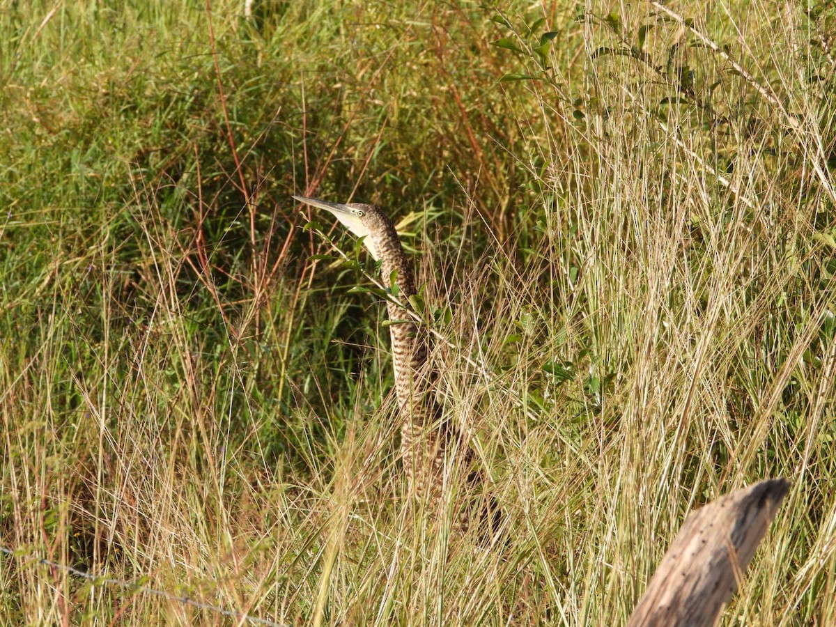 Bare-throated Tiger-Heron - ML646606386