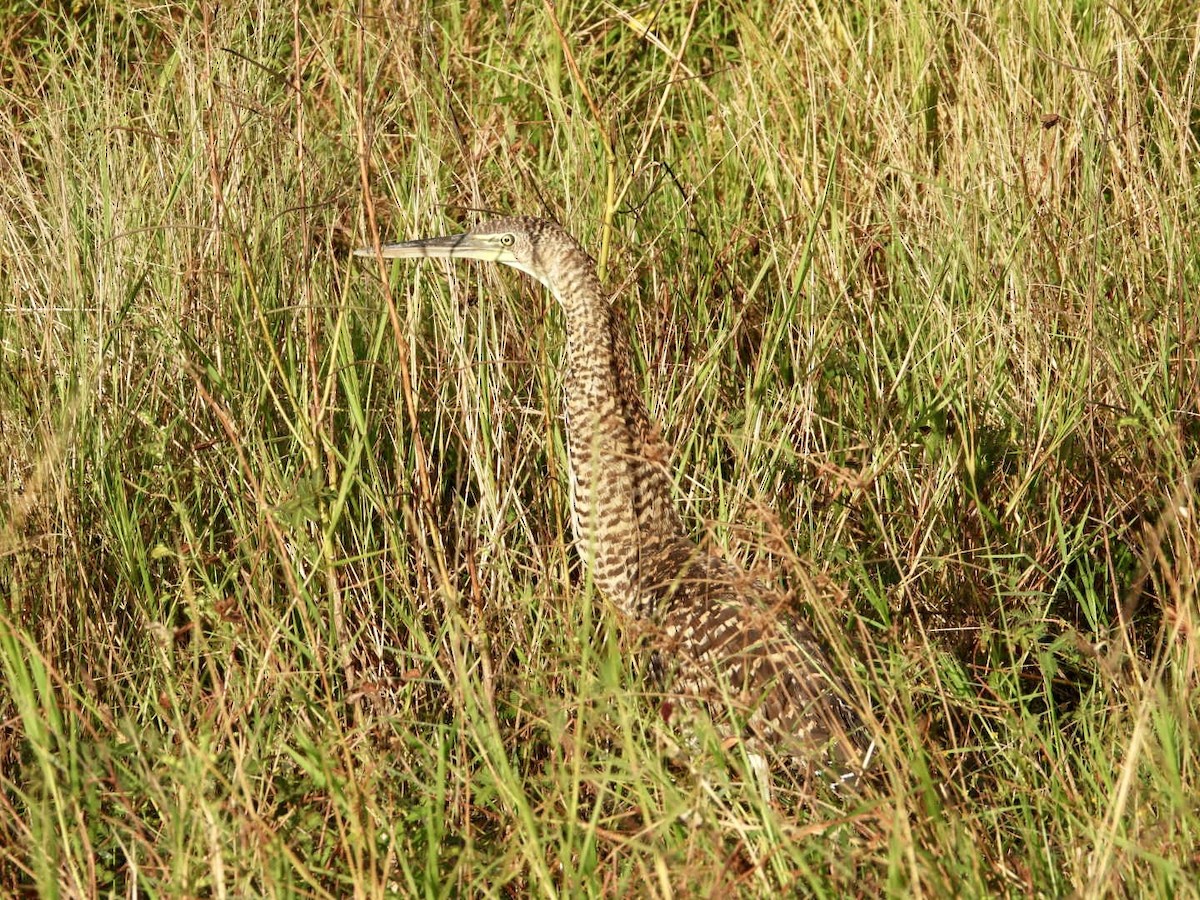 Bare-throated Tiger-Heron - ML646606387