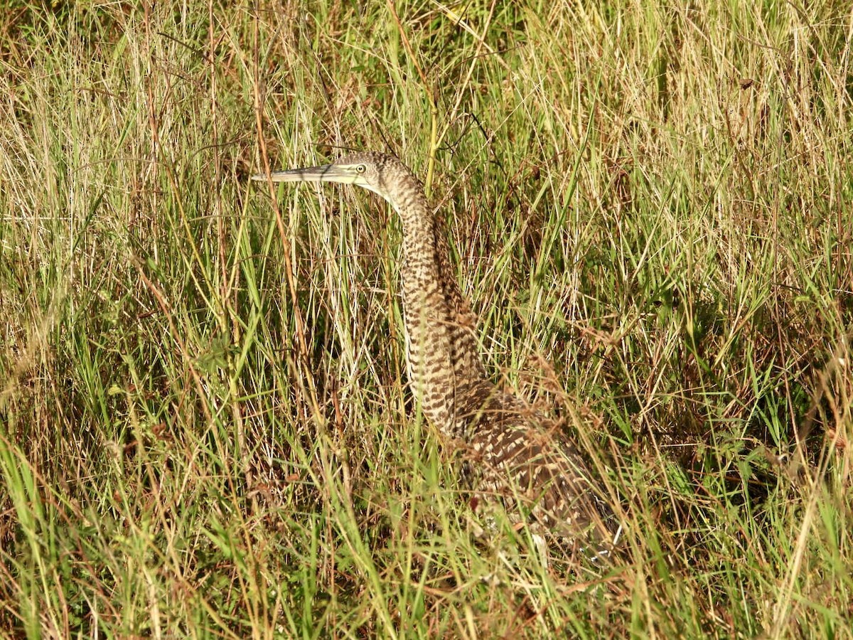 Bare-throated Tiger-Heron - ML646606388