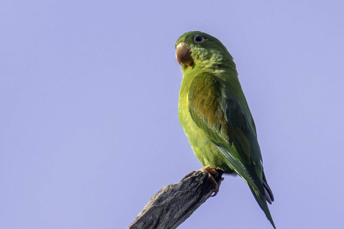 Orange-chinned Parakeet - ML646606389