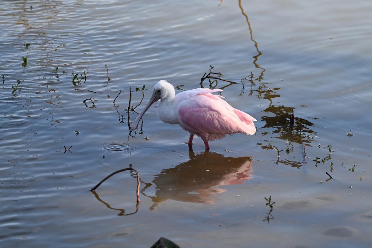 Roseate Spoonbill - ML646606390
