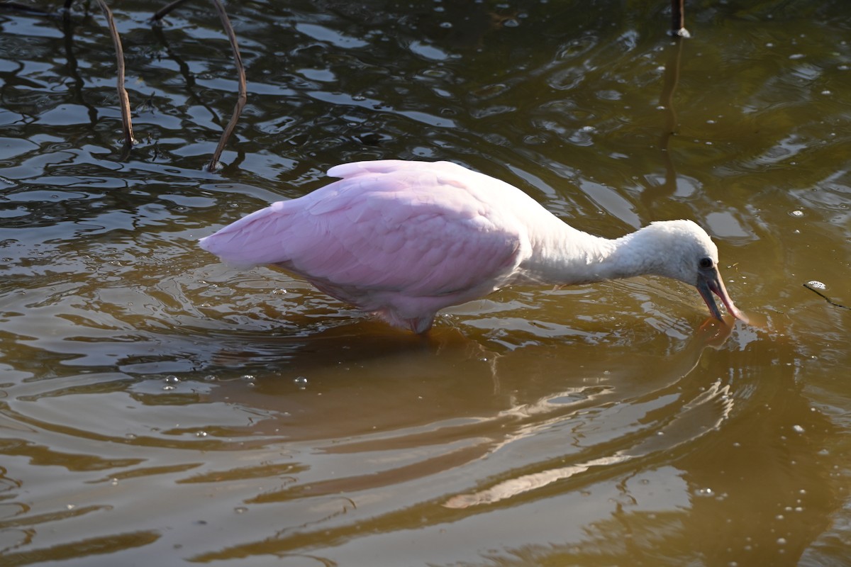 Roseate Spoonbill - ML646606391