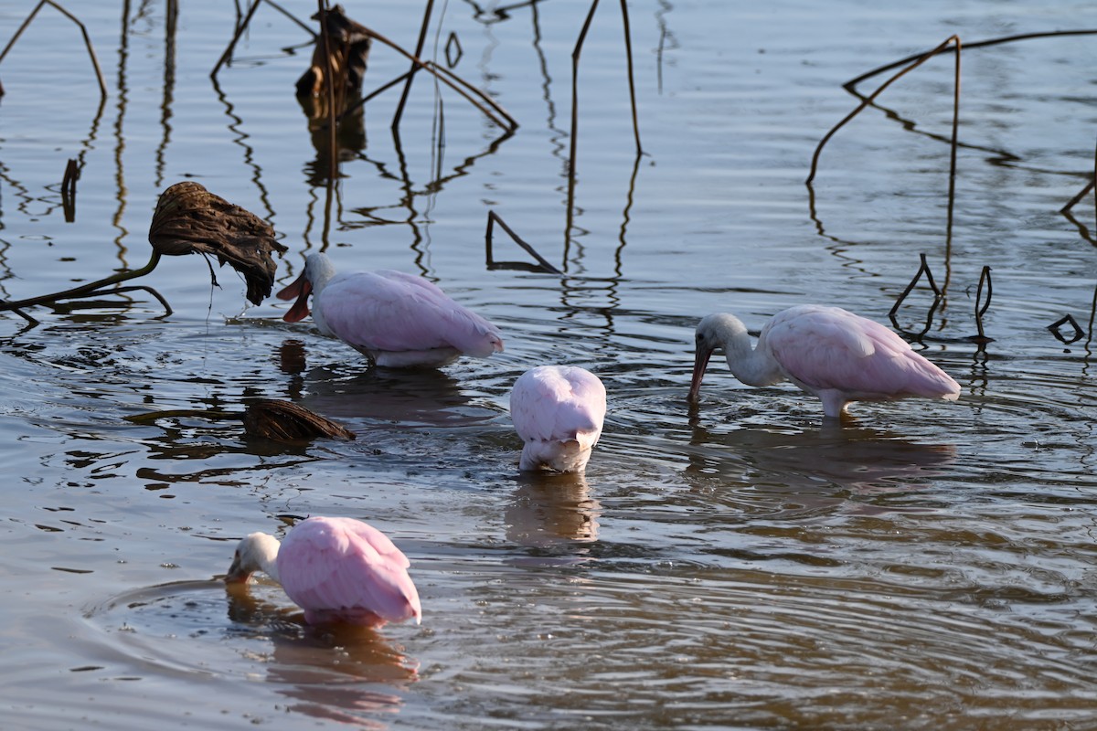Roseate Spoonbill - ML646606392