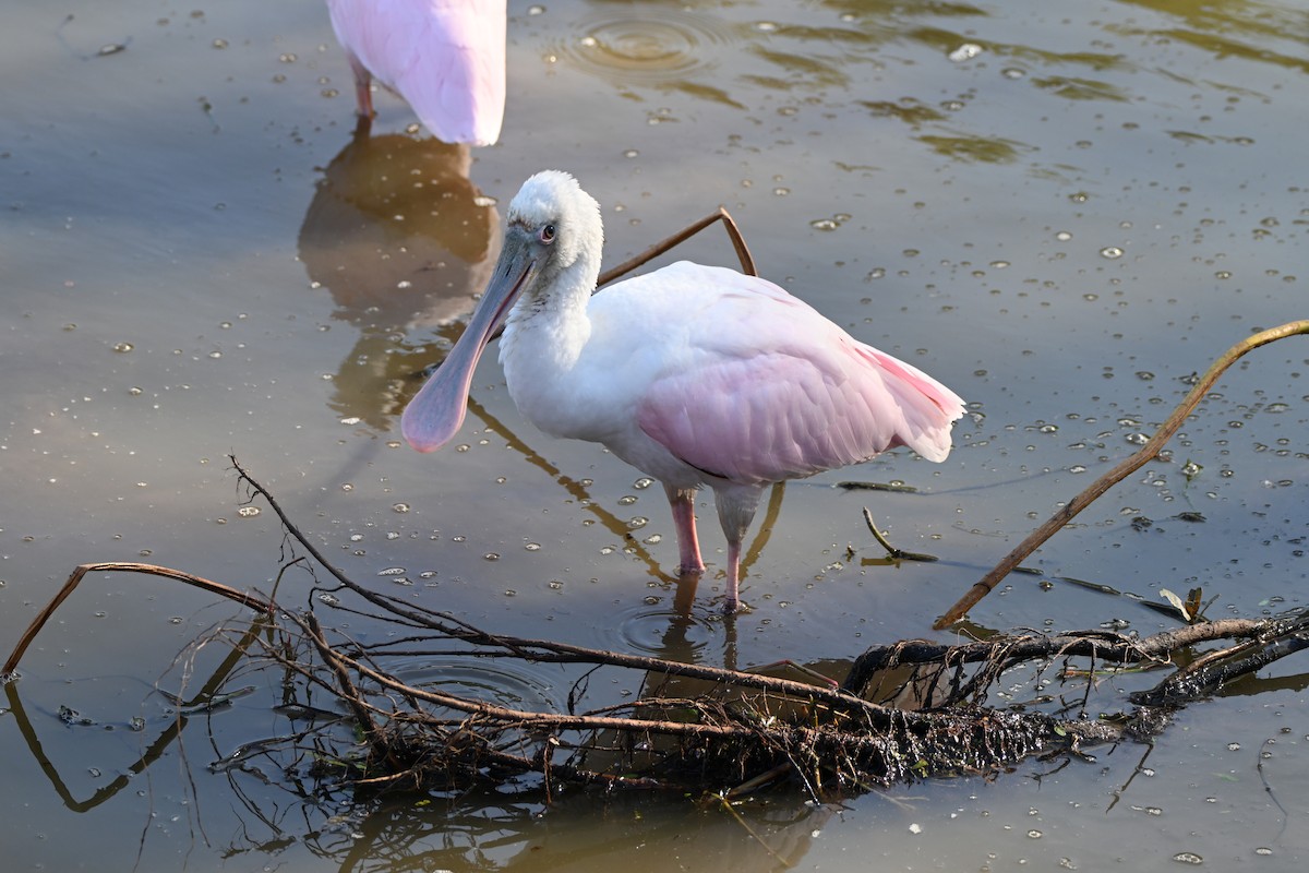Roseate Spoonbill - ML646606393
