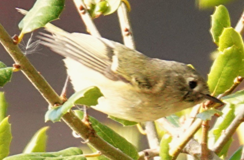 Erregetxo mottogorria - ML646606394