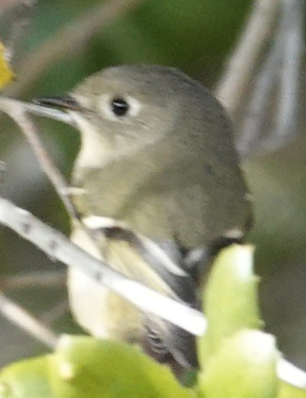 Erregetxo mottogorria - ML646606395