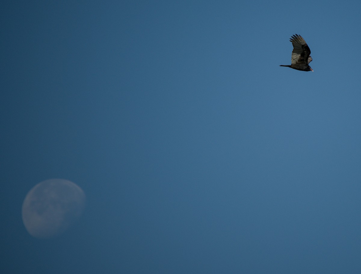 Turkey Vulture - ML646606396