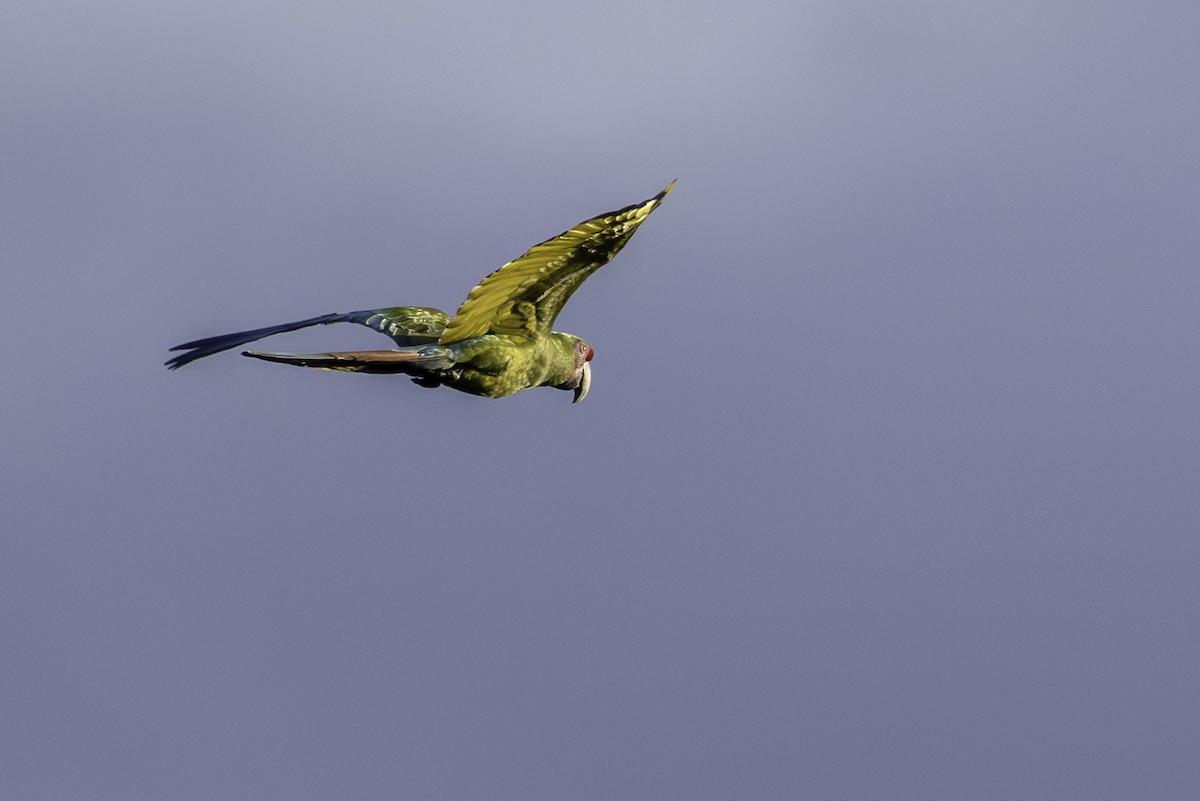 Great Green Macaw - ML646606397