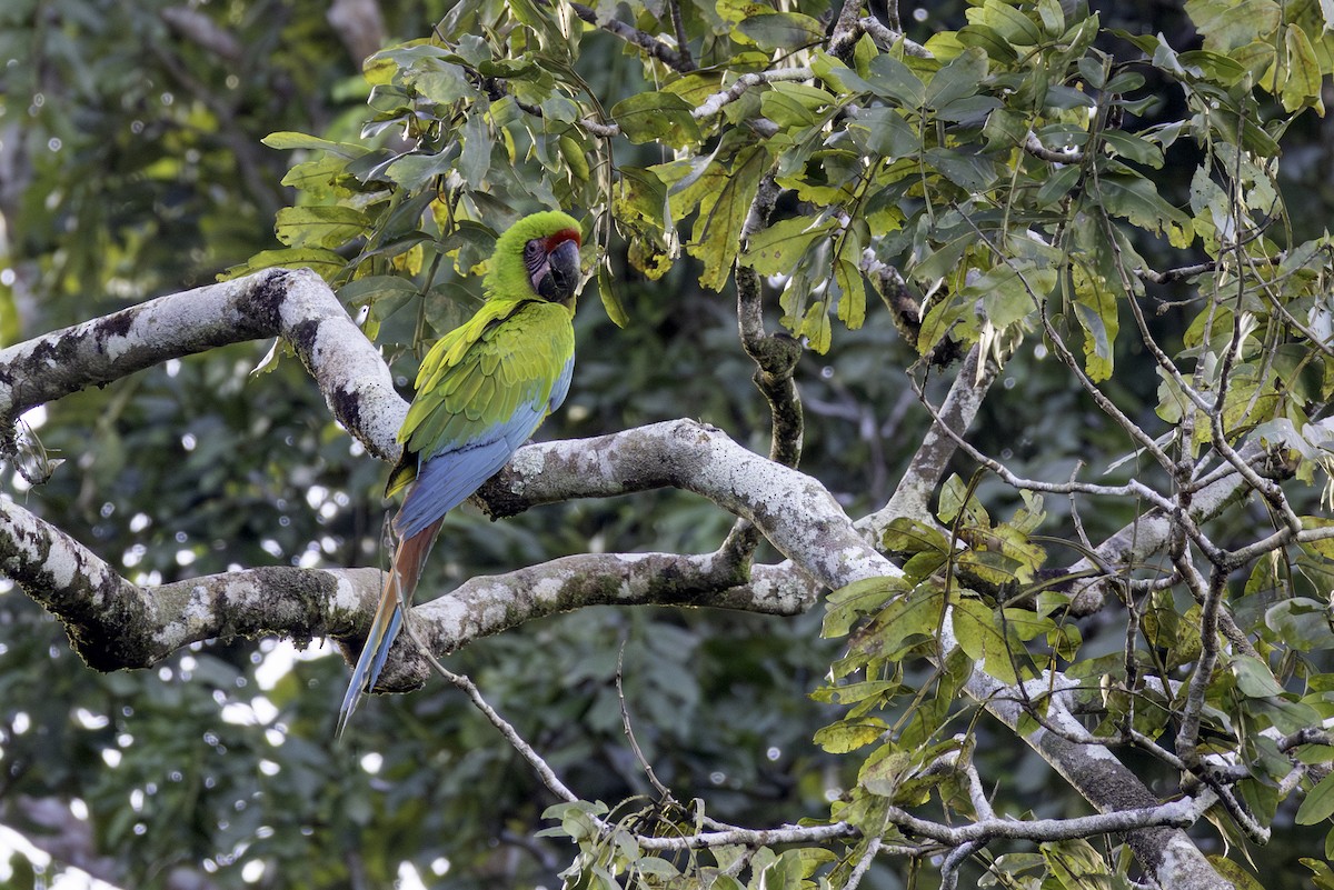 Great Green Macaw - ML646606398