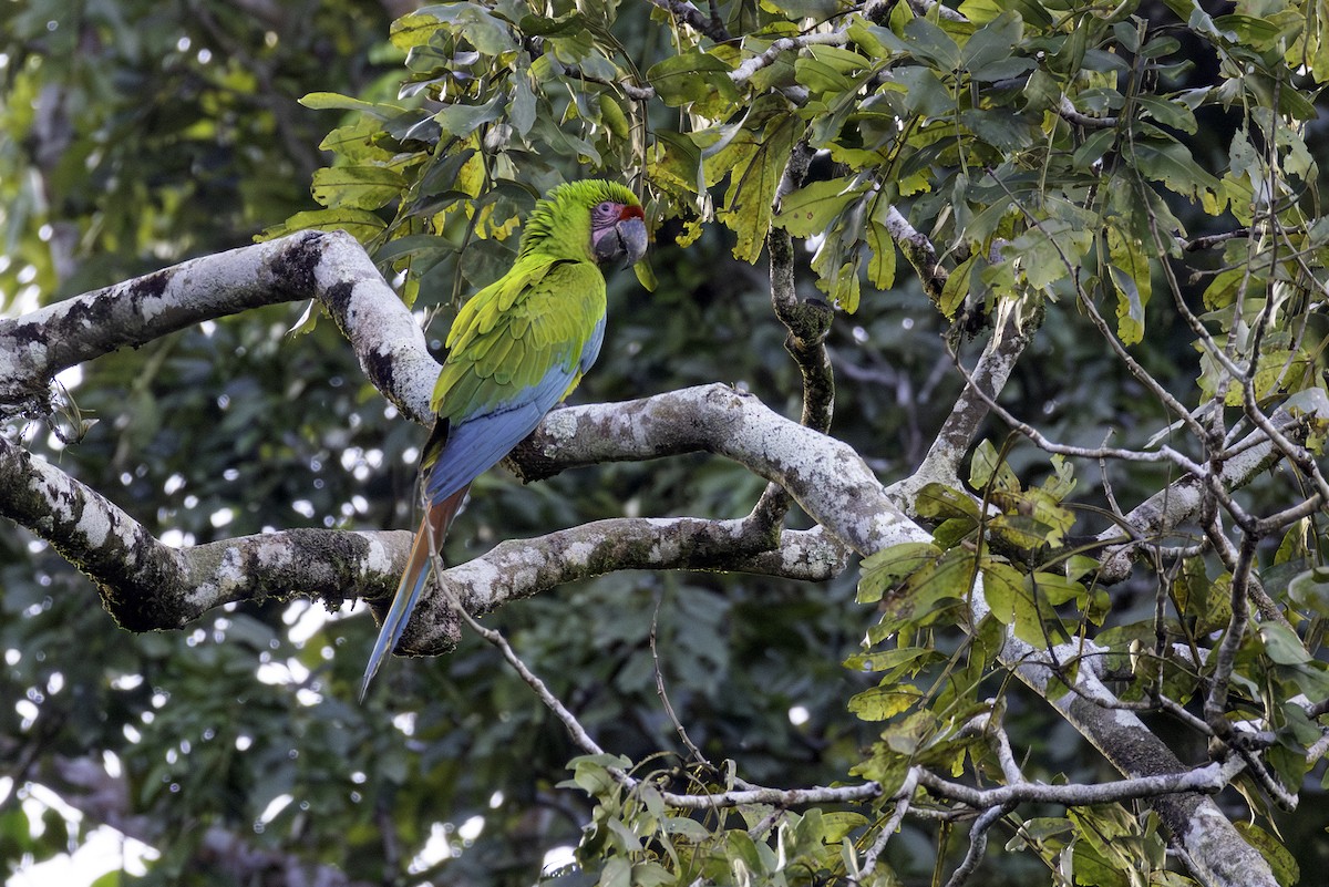 Great Green Macaw - ML646606399