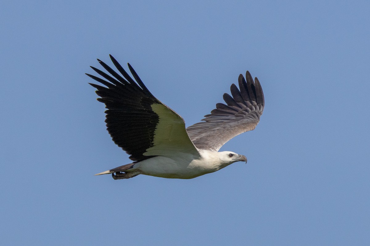 White-bellied Sea-Eagle - ML646606401