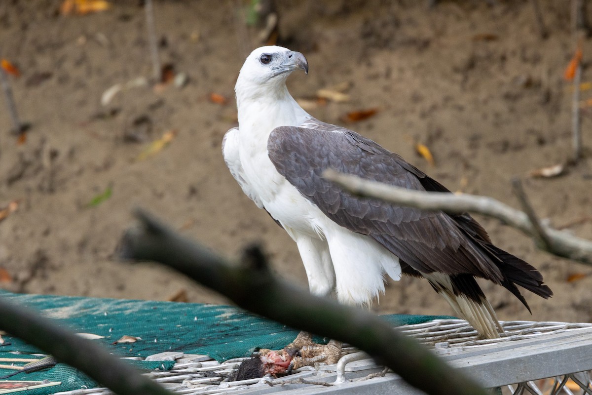 White-bellied Sea-Eagle - ML646606402