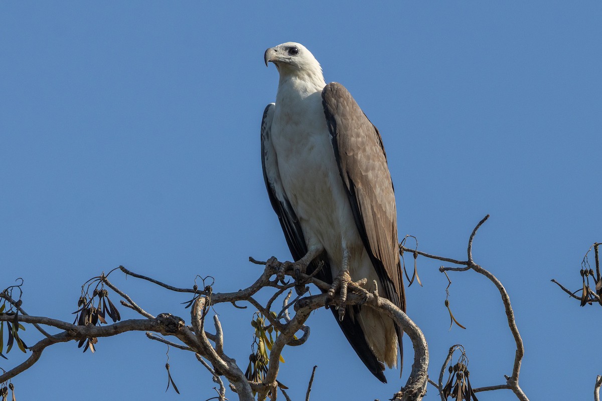 White-bellied Sea-Eagle - ML646606403