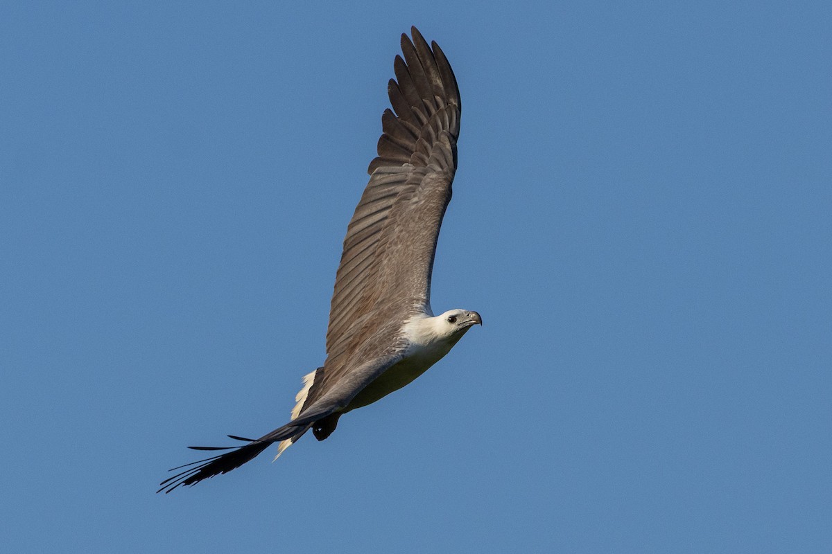 White-bellied Sea-Eagle - ML646606404