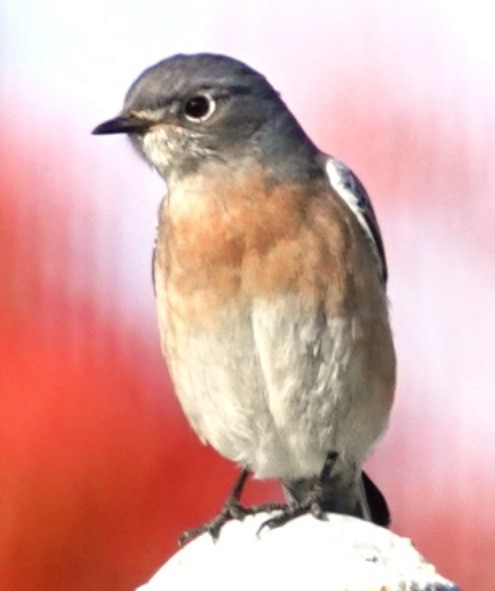Western Bluebird - ML646606406