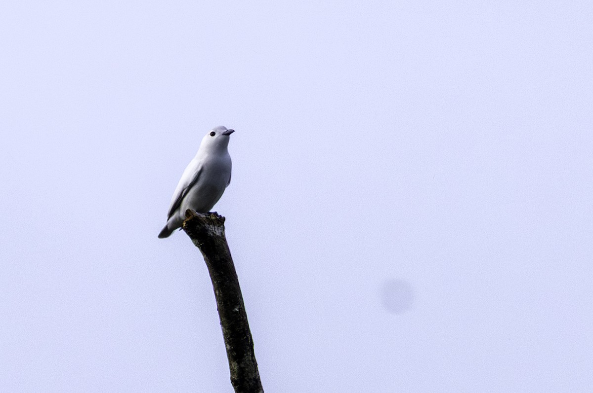 Snowy Cotinga - ML646606408
