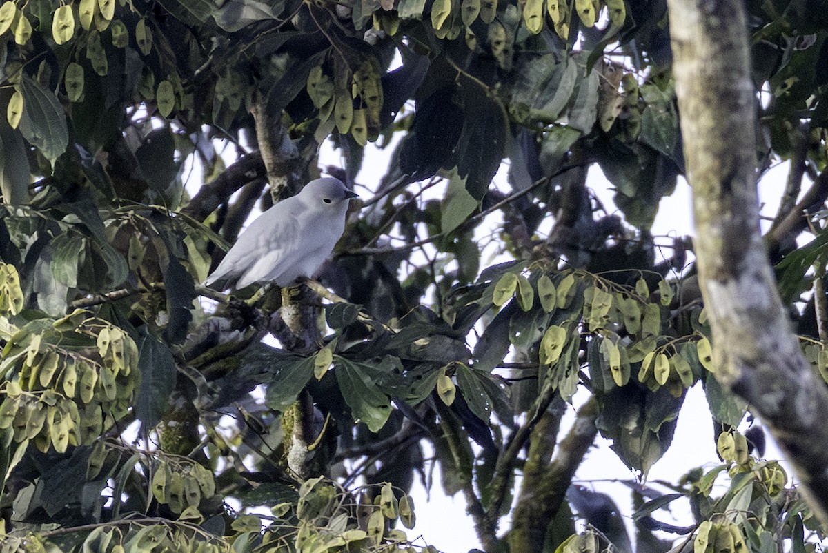 Snowy Cotinga - ML646606409