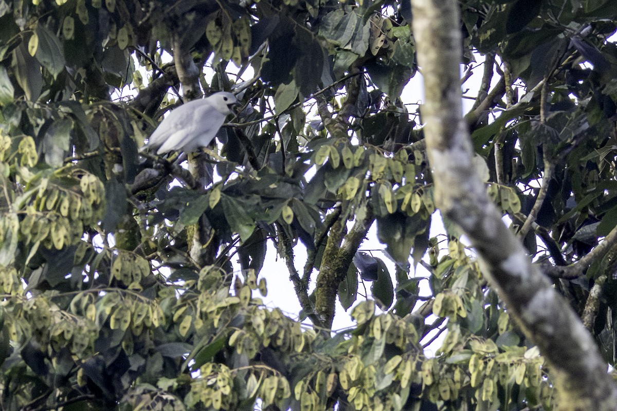 Snowy Cotinga - ML646606410